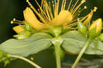 Mountain St. Johnswort